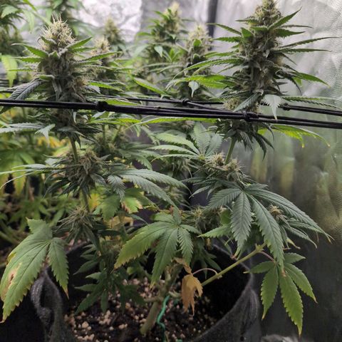 Shogun  #3 growlog timeline photo