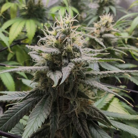 Shogun  #3 growlog timeline photo