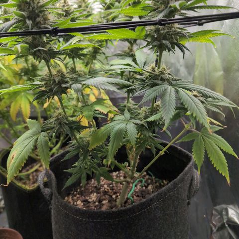 Shogun  #3 growlog timeline photo