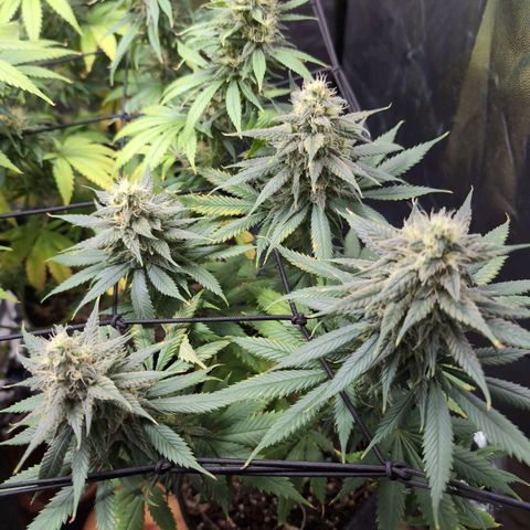 Shogun  #3 growlog timeline photo