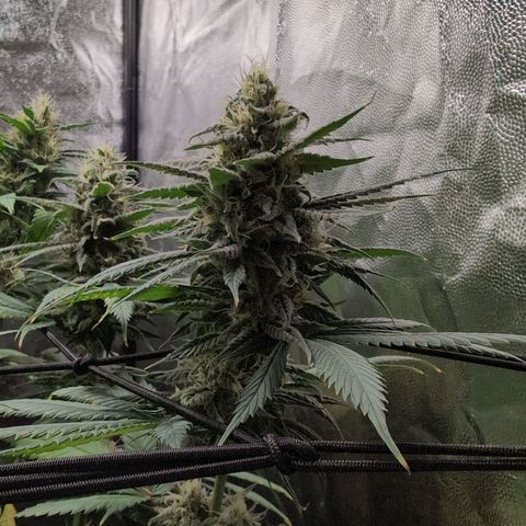 Shogun  #3 growlog timeline photo