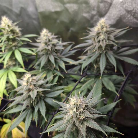 Shogun  #3 growlog timeline photo
