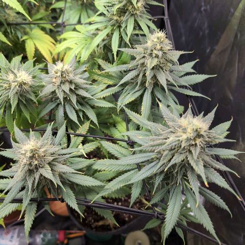 Shogun  #3 growlog timeline photo