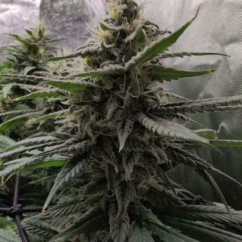 Shogun  #3 growlog timeline photo