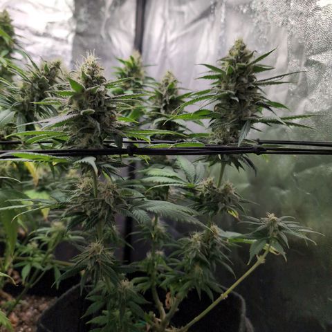 Shogun  #3 growlog timeline photo