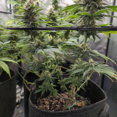 Shogun  #3 growlog timeline photo