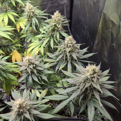 Shogun  #3 growlog timeline photo