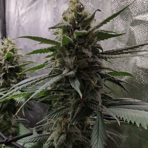 Shogun  #3 growlog timeline photo