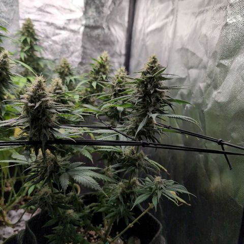 Shogun  #3 growlog timeline photo