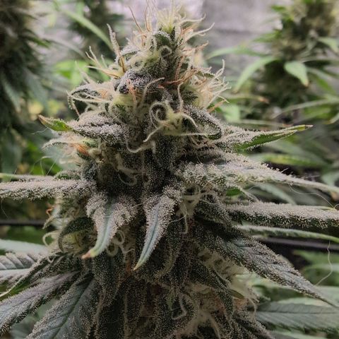 Shogun  #3 growlog timeline photo