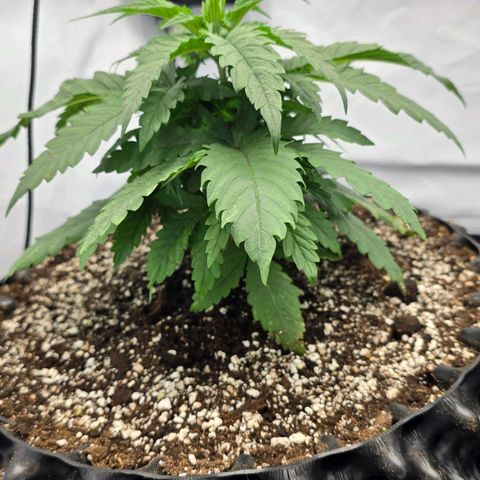 Royal Gorilla growlog timeline photo