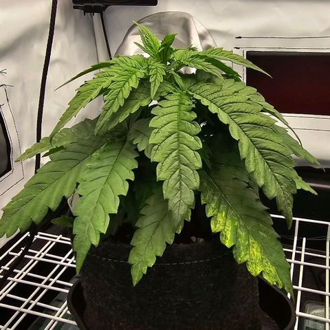Royal Gorilla growlog timeline photo