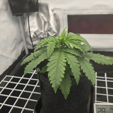 Royal Gorilla growlog timeline photo