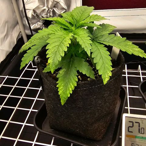 Royal Gorilla growlog timeline photo