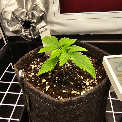 Royal Gorilla growlog timeline photo