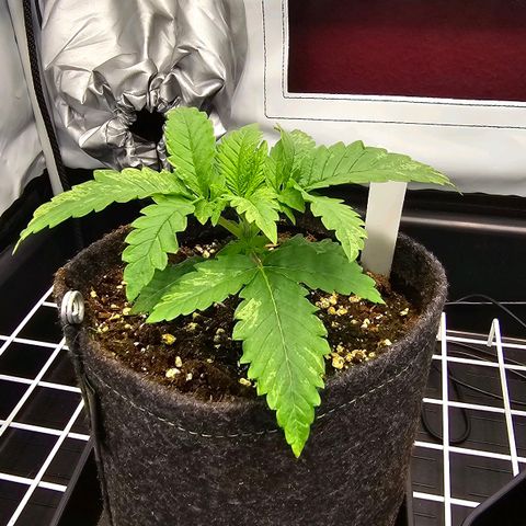 Royal Gorilla growlog timeline photo