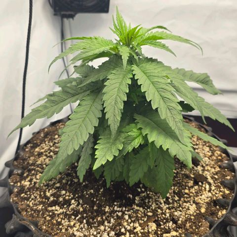 Royal Gorilla growlog timeline photo