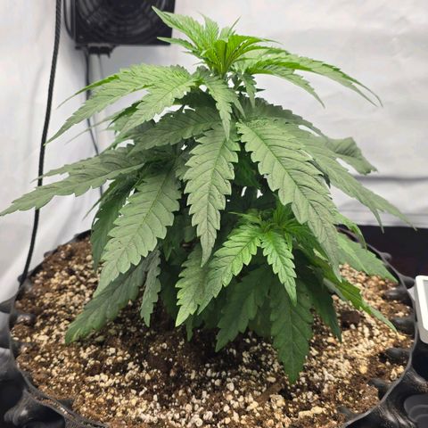 Royal Gorilla growlog timeline photo