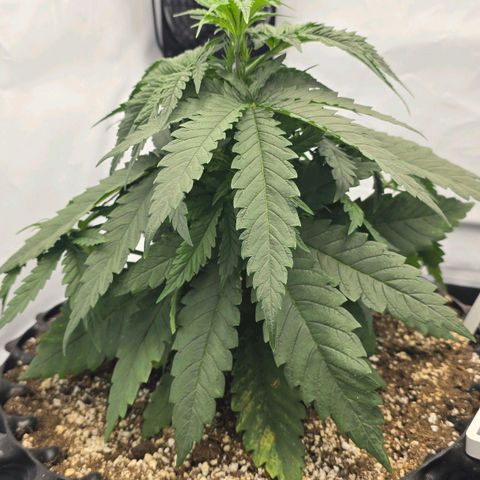 Royal Gorilla growlog timeline photo