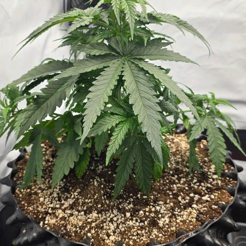 Royal Gorilla growlog timeline photo