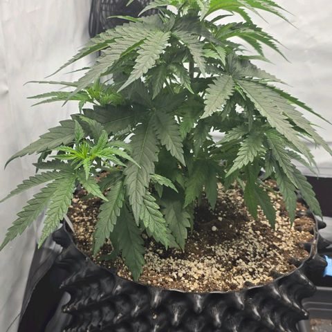 Royal Gorilla growlog timeline photo