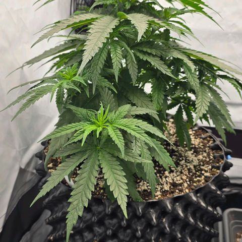 Royal Gorilla growlog timeline photo