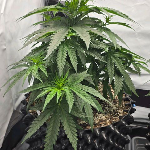 Royal Gorilla growlog timeline photo