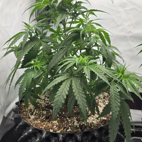 Royal Gorilla growlog timeline photo