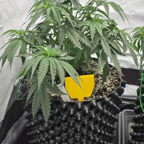 Royal Gorilla growlog timeline photo