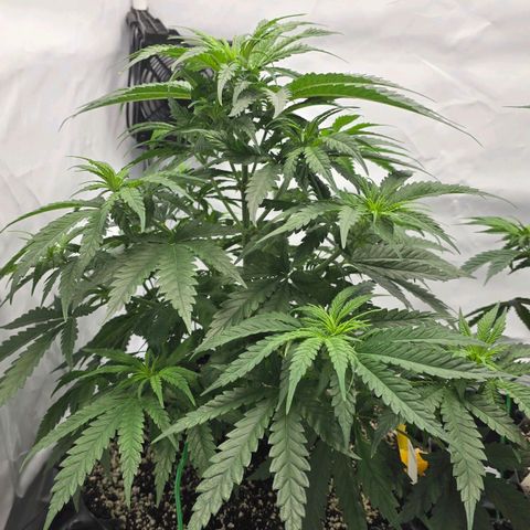Royal Gorilla growlog timeline photo