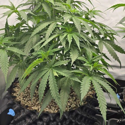Royal Gorilla growlog timeline photo