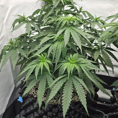 Royal Gorilla growlog timeline photo