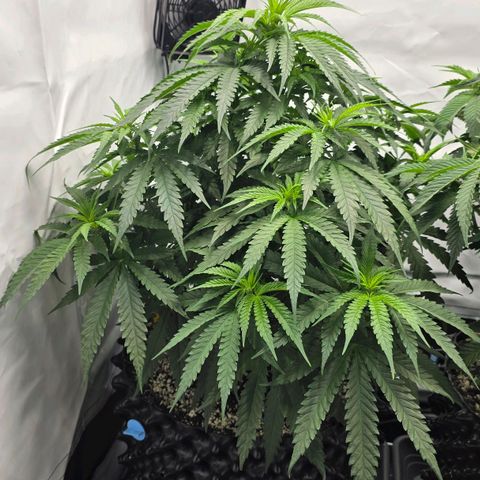Royal Gorilla growlog timeline photo