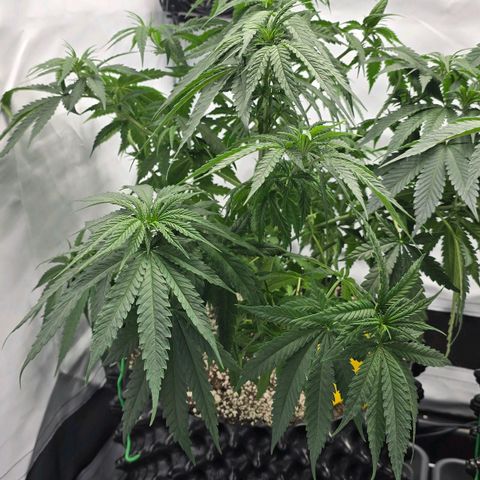 Royal Gorilla growlog timeline photo