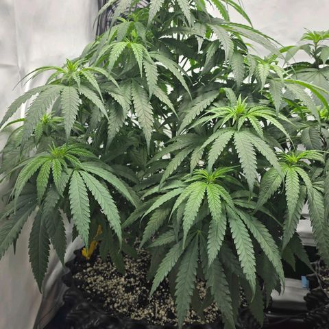 Royal Gorilla growlog timeline photo