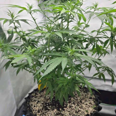 Royal Gorilla growlog timeline photo