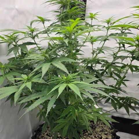 Royal Gorilla growlog timeline photo