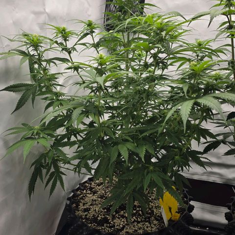 Royal Gorilla growlog timeline photo