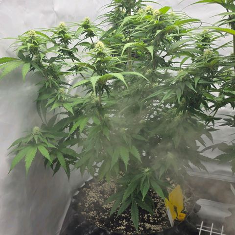 Royal Gorilla growlog timeline photo
