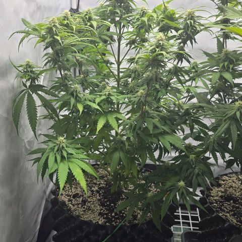 Royal Gorilla growlog timeline photo