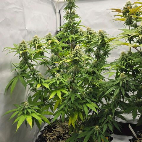 Royal Gorilla growlog timeline photo