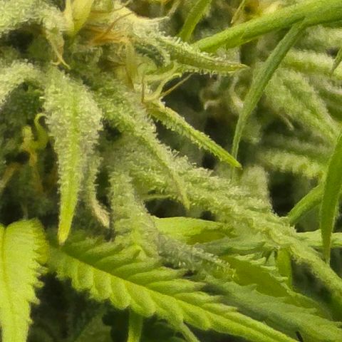 Royal Gorilla growlog timeline photo