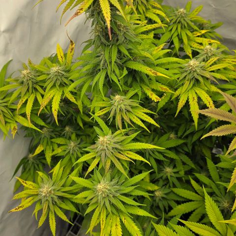 Royal Gorilla growlog timeline photo