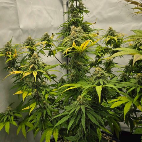 Royal Gorilla growlog timeline photo