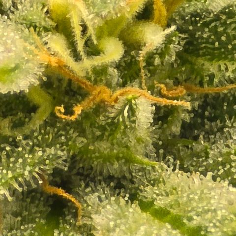Royal Gorilla growlog timeline photo
