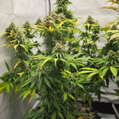 Royal Gorilla growlog timeline photo