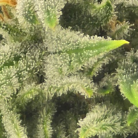Royal Gorilla growlog timeline photo