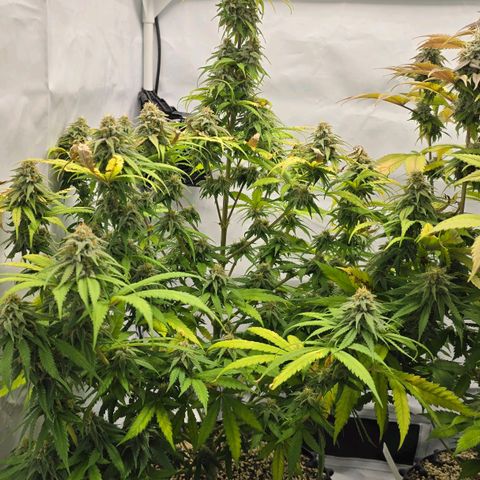 Royal Gorilla growlog timeline photo
