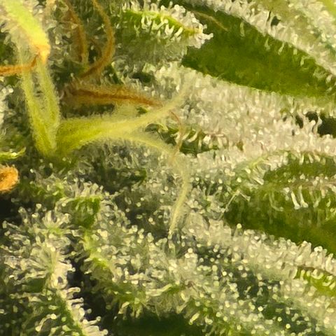 Royal Gorilla growlog timeline photo