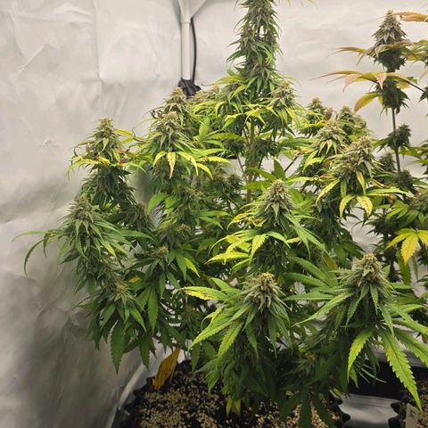Royal Gorilla growlog timeline photo